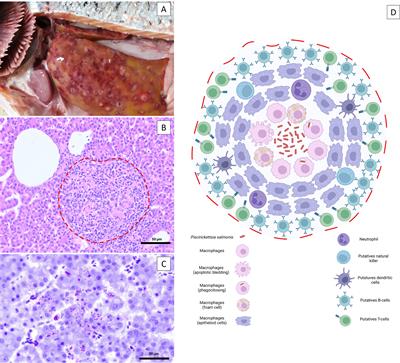 Why Does Piscirickettsia salmonis Break the Immunological Paradigm in Farmed Salmon? Biological Context to Understand the Relative Control of Piscirickettsiosis